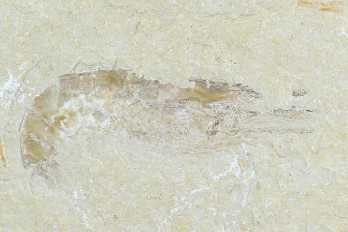 Cretaceous Fossil Shrimp - Lebanon #123892